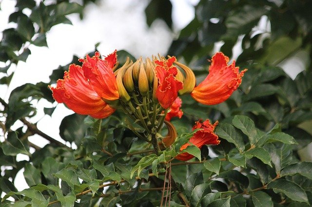 Planta "xixi-de-macaco". Foto: Pixabay