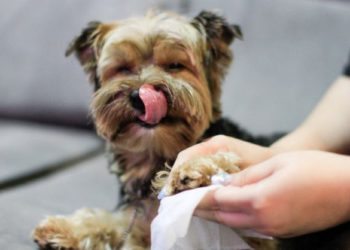 Foto ilustrativa: Geraldo Bubniak/AEN