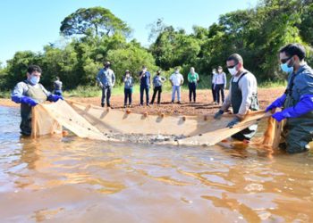 Cerca de cinco mil peixes da espécie foram soltos do Lago de Itaipu. Foto: IB/Divulgação