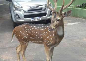 Este seria o cervo que matou o policial, Foto: cortesia
