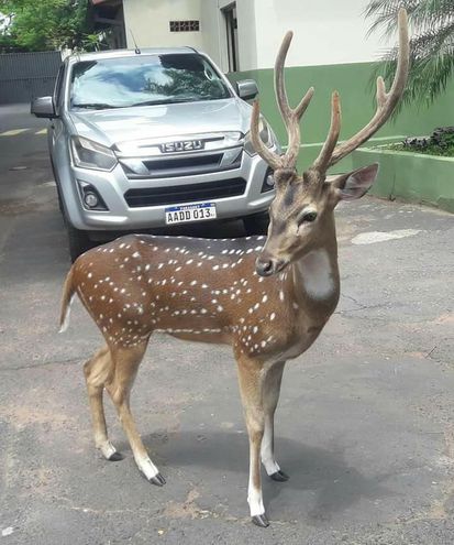 Este seria o cervo que matou o policial, Foto: cortesia