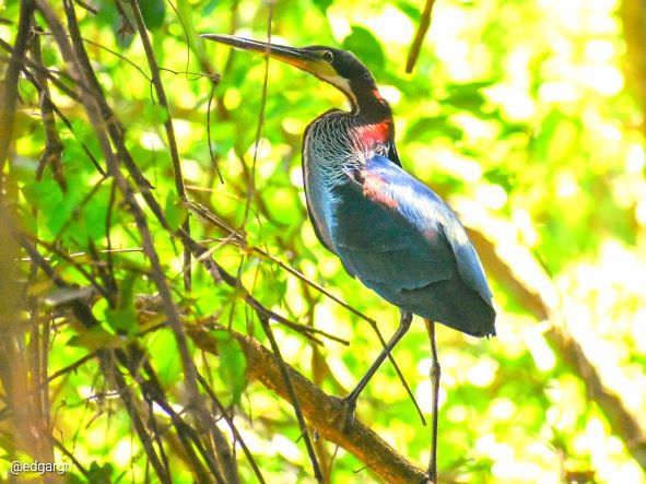 Garça-real avistada em uma das áreas de preservação da Itaipu, margem paraguaia. Fotos: Edgar González
