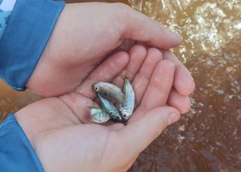 Governo promove soltura de 105 mil peixes nativos no Rio Paraná
Foto: SEDEST