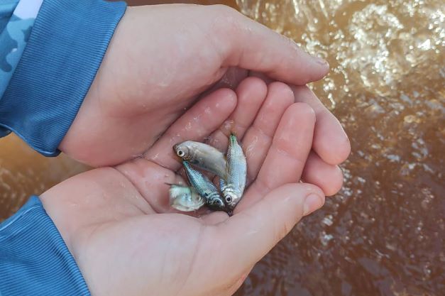 Governo promove soltura de 105 mil peixes nativos no Rio Paraná
Foto: SEDEST