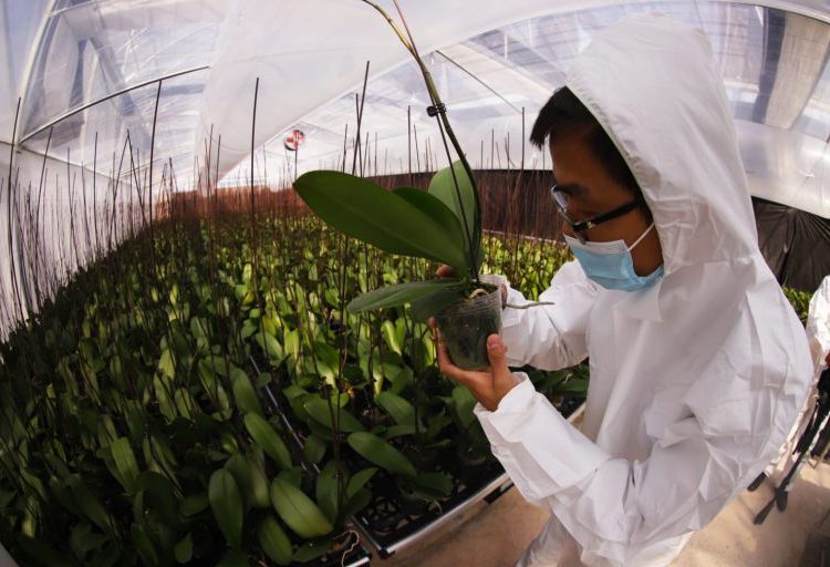Estufa instalada no Paraguai, para a produção de orquídeas. Foto: Agência IP