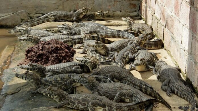 Jacarés resgatados. Foto: Misiones Online