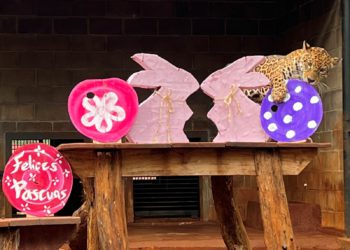 Onça ganhou coelhos de papelão com comida dentro. Foto: Aline González