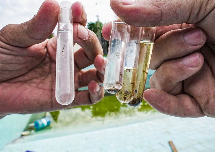 Mosquito transmissor da doença. Foto: PMFI/Divulgação