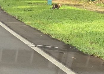 onça-pintada foz iguaçu