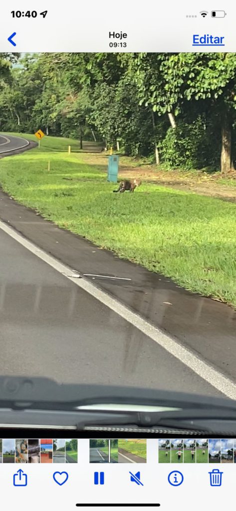 onça-pintada foz iguaçu