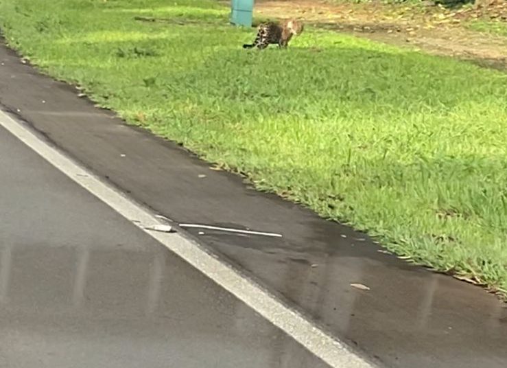onça-pintada foz iguaçu