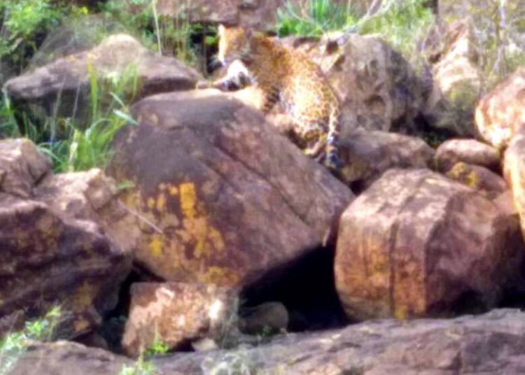 onça cataratas do iguaçu