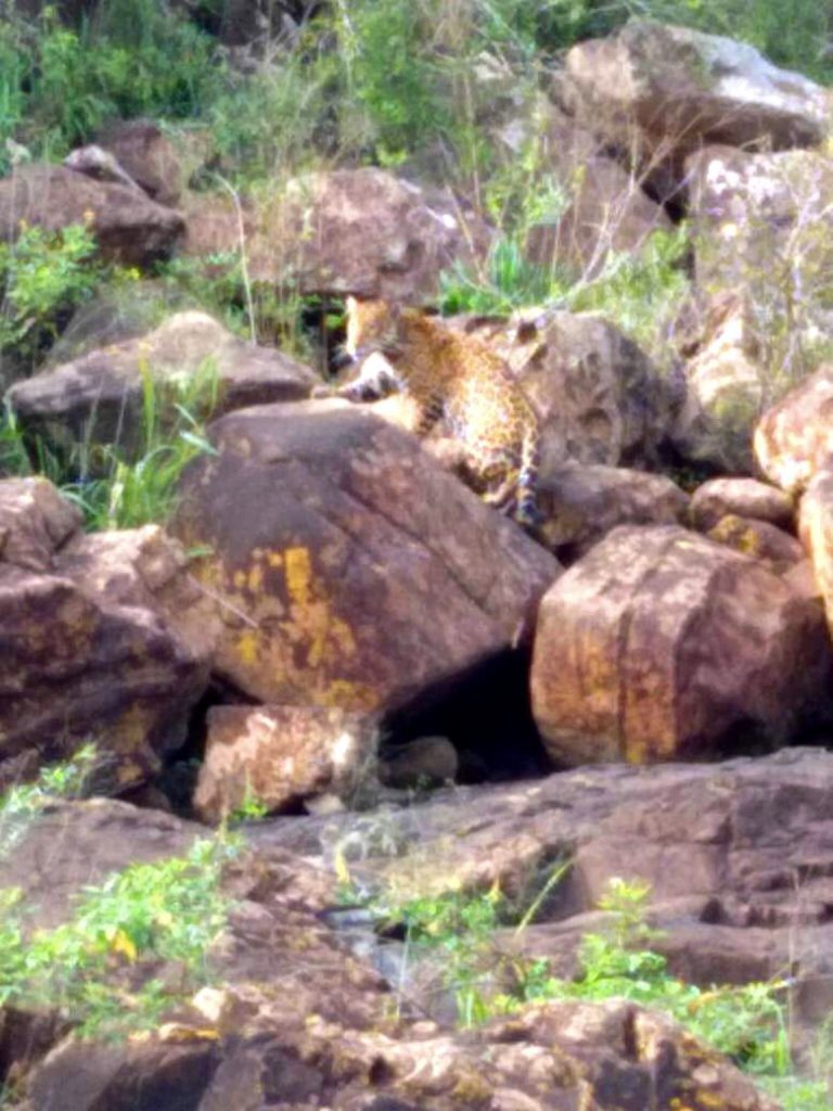 onça cataratas do iguaçu