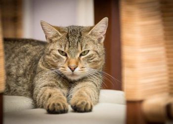 Foto ilustrativa: Pixabay