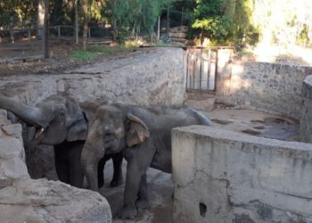 Elas chegam a Foz amanhã, terça-feira, Foto: PMFI/Divulgação
