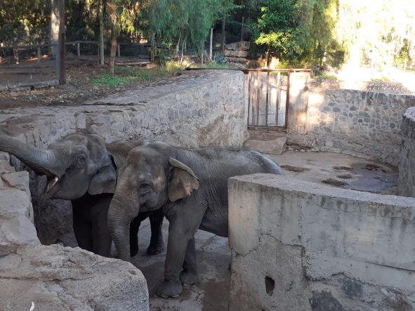 Elas chegam a Foz amanhã, terça-feira, Foto: PMFI/Divulgação