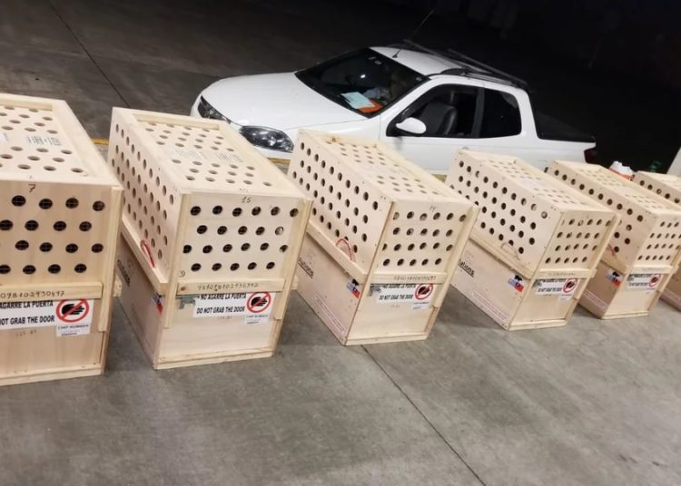 Capivaras "embaladas" para exportação. Foto: MGAP/Divulgação