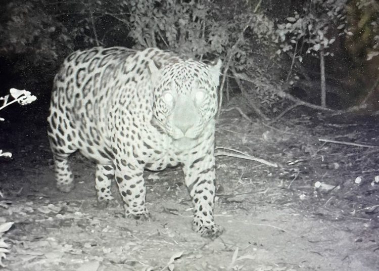 As fotos são da margem paraguaia da Itaipu Binacional liberadas para a divulgação.