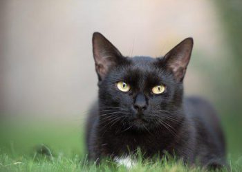 Foto ilustrativa: Pixabay