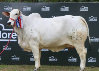 50% deste animal vale Us$ 73 mil.