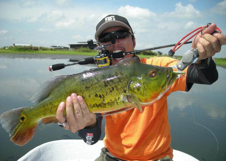 Tucunaré: espécie invasora que está dizimando a fauna nativa da Bacia do Paraná. Foto: Pixabay
