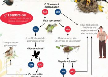 Ilustração: Parque das Aves.
