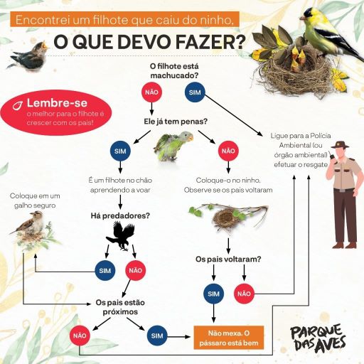 Ilustração: Parque das Aves.