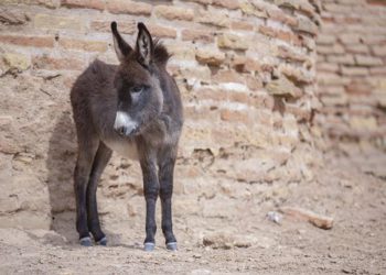 Foto ilustrativa: Pixabay