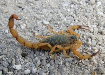Escorpião amarelo. Foto: Emanuel Marques da Silva Divisão de Zoonoses e Intoxicações da SESA