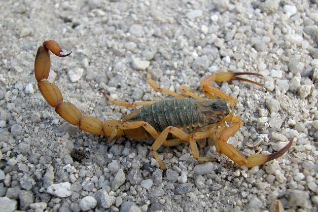 Escorpião amarelo. Foto: Emanuel Marques da Silva Divisão de Zoonoses e Intoxicações da SESA