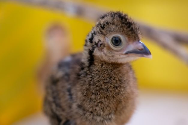 Jacutinga nascida em cativeiro no Refúgio Biológico Bela Vista, da Itaipu Binacional. Foto: Rubens Fraulini/IB