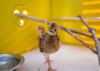 Jacutinga nascida em cativeiro no Refúgio Biológico da Itaipu. Foto: Rubens Fraulini/IB