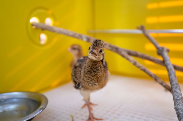 Jacutinga nascida em cativeiro no Refúgio Biológico da Itaipu. Foto: Rubens Fraulini/IB