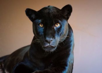 Onça-pintada (melânica) Nena deu à luz, na semana passada, dois filhotes, no Refúgio da Itaipu Foto: Rubens Fraulini/IB