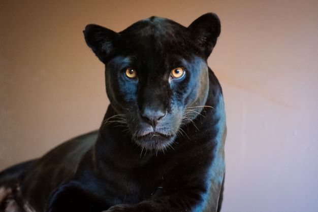 Onça-pintada (melânica) Nena deu à luz, na semana passada, dois filhotes, no Refúgio da Itaipu Foto: Rubens Fraulini/IB