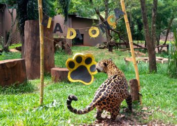 Onça Valente no Refúgio da Itaipu Binacional. Foto: Rubens Fraulini/Itaipu Binacional