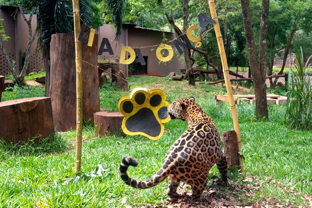 Onça Valente no Refúgio da Itaipu Binacional. Foto: Rubens Fraulini/Itaipu Binacional