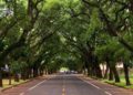 Avenida Pedro Basso, considerada uma das mais bonitas do Brasil. Foto: Foz Destino do Mundo/Divulgação