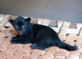 Uma das onças nascidas no dia 29 de novembro de 2022, no refúgio da Itaipu. Foto: Vídeo UP / Itaipu Binacional