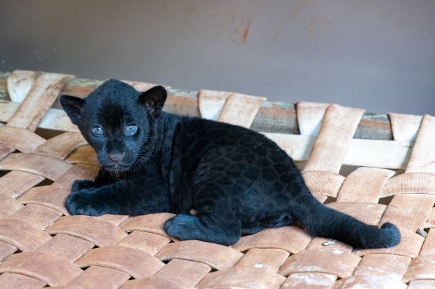 Uma das onças nascidas no dia 29 de novembro de 2022, no refúgio da Itaipu. Foto: Vídeo UP / Itaipu Binacional