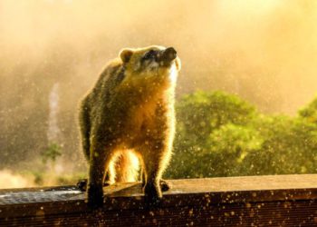 84 anos do Parque Nacional do Iguaçu. Foto:  Lucas Demetrio/Divulgação