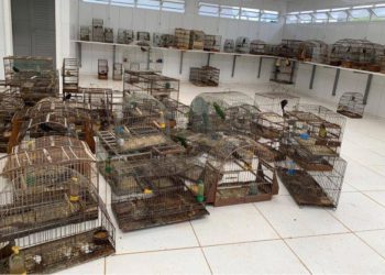 Pássaros resgatados à disposição da guarda compartilhada. Foto: IAT