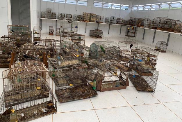 Pássaros resgatados à disposição da guarda compartilhada. Foto: IAT