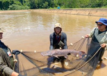 Surubi reproduzido em cativeiro na margem paraguaia da Itaipu. Foto: divulgação