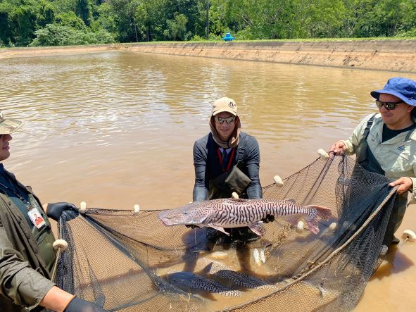 Surubi reproduzido em cativeiro na margem paraguaia da Itaipu. Foto: divulgação