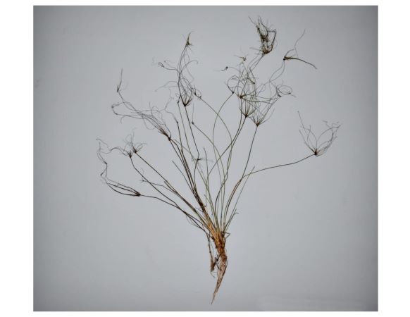 A Eleocharis conferevoides está distribuído praticamente nos cinco continentes, mas existem poucos registros dela no Paraguai. Foto: IB