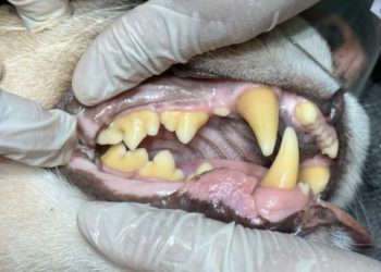 Limpeza e tratamento de dentes das onças-pardas. Fotos: IB/Margem paraguaia