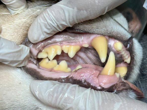 Limpeza e tratamento de dentes das onças-pardas. Fotos: IB/Margem paraguaia