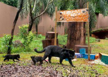 Mãe Nena e as duas oncinhas no Refúgio Biológico da Itaipu. Foto: Rubens Fraulini/IB