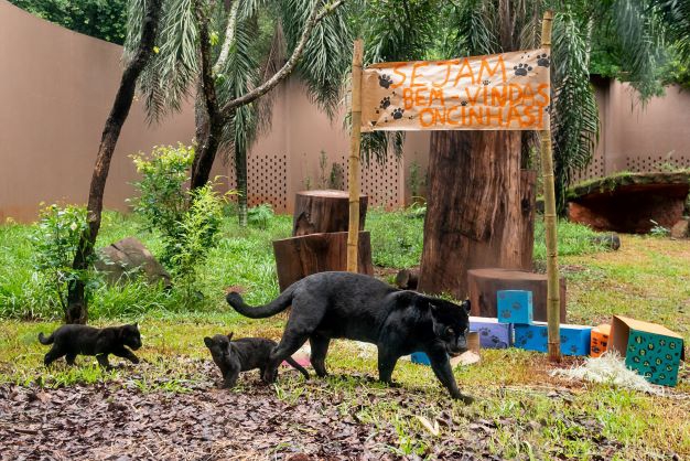 Mãe Nena e as duas oncinhas no Refúgio Biológico da Itaipu. Foto: Rubens Fraulini/IB